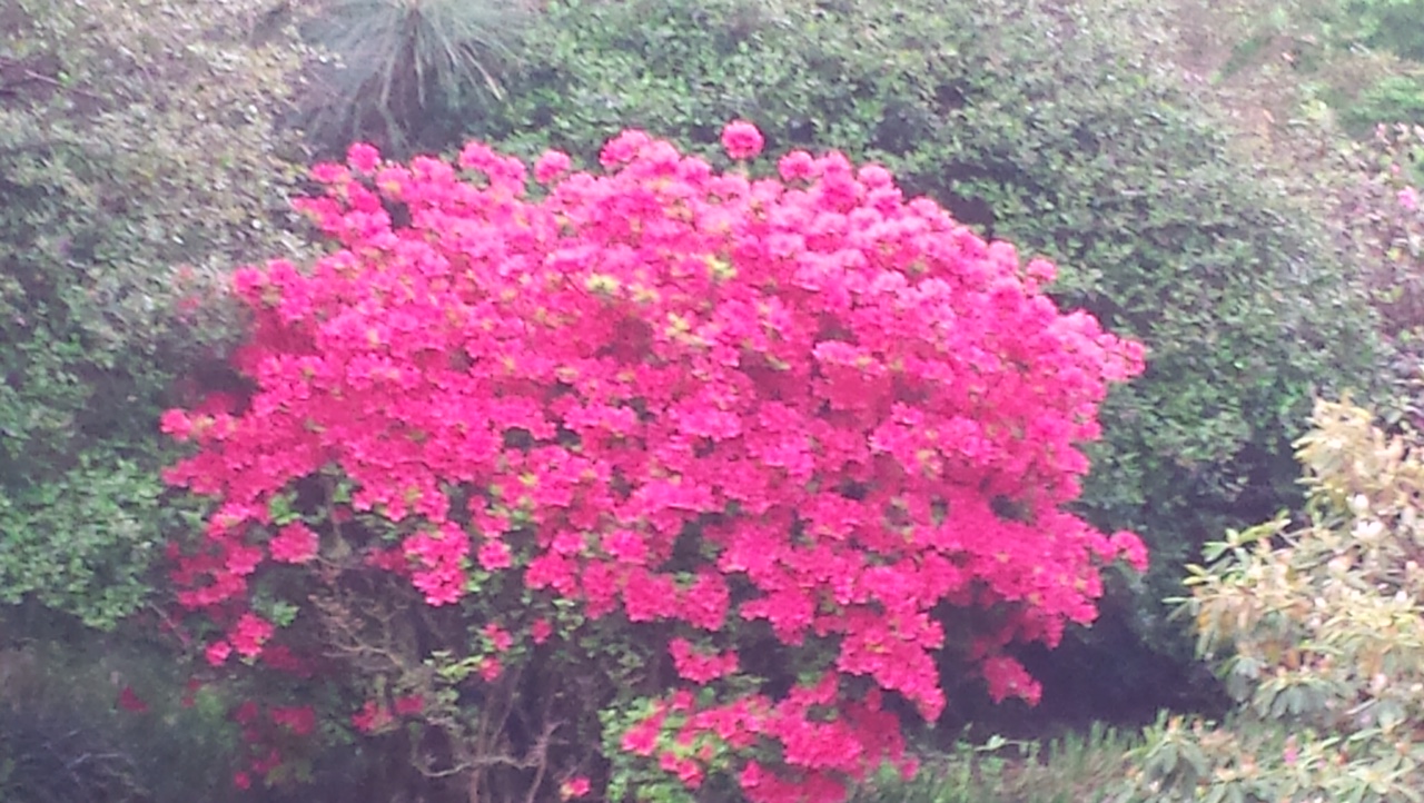 Azaleas 1.jpg